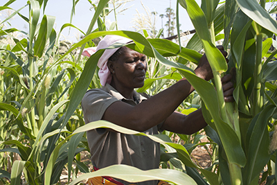 Prioritizing Productivity in Sub-Saharan Africa | Virginia Tech CALS Global