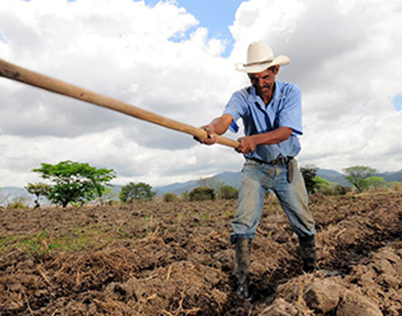 GRAIN  Latin America - Soya nexus in South America