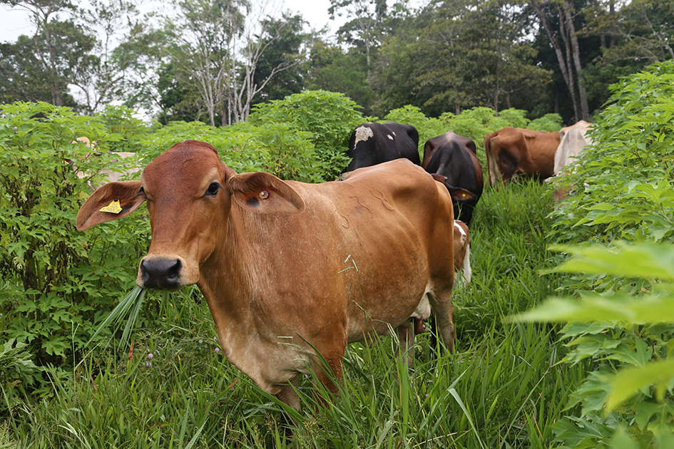 GRAIN  Latin America - Soya nexus in South America