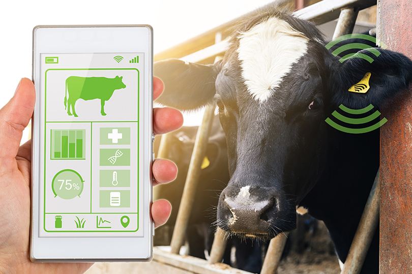A photo of cows with an app showing cow stats.