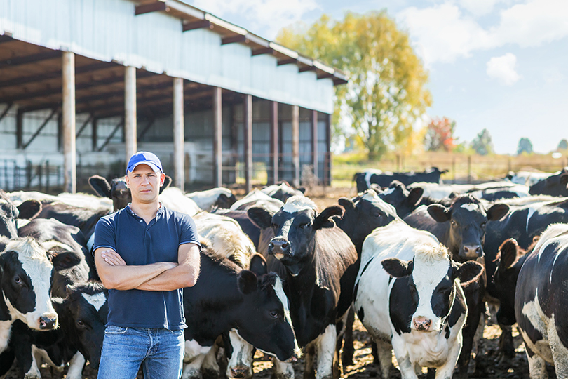 Photo of a man surrounded by cows.