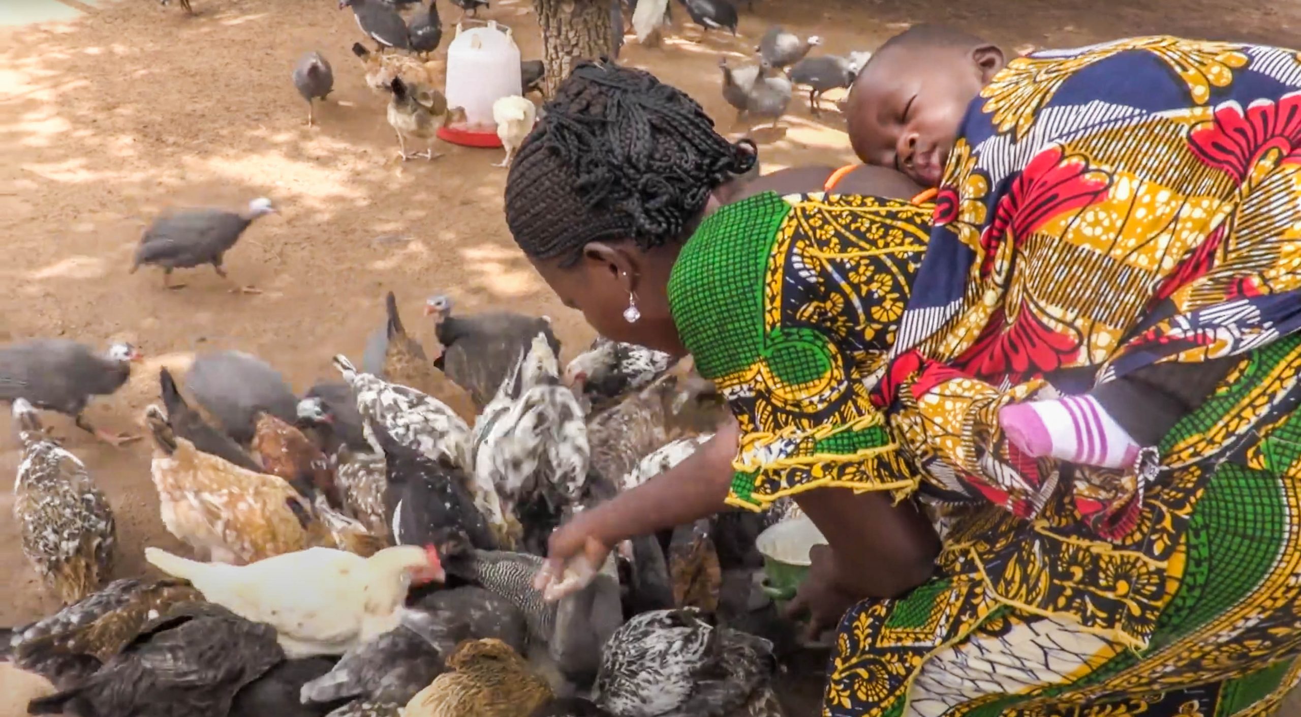 A woman feeds chickens while carrying a child on her back.