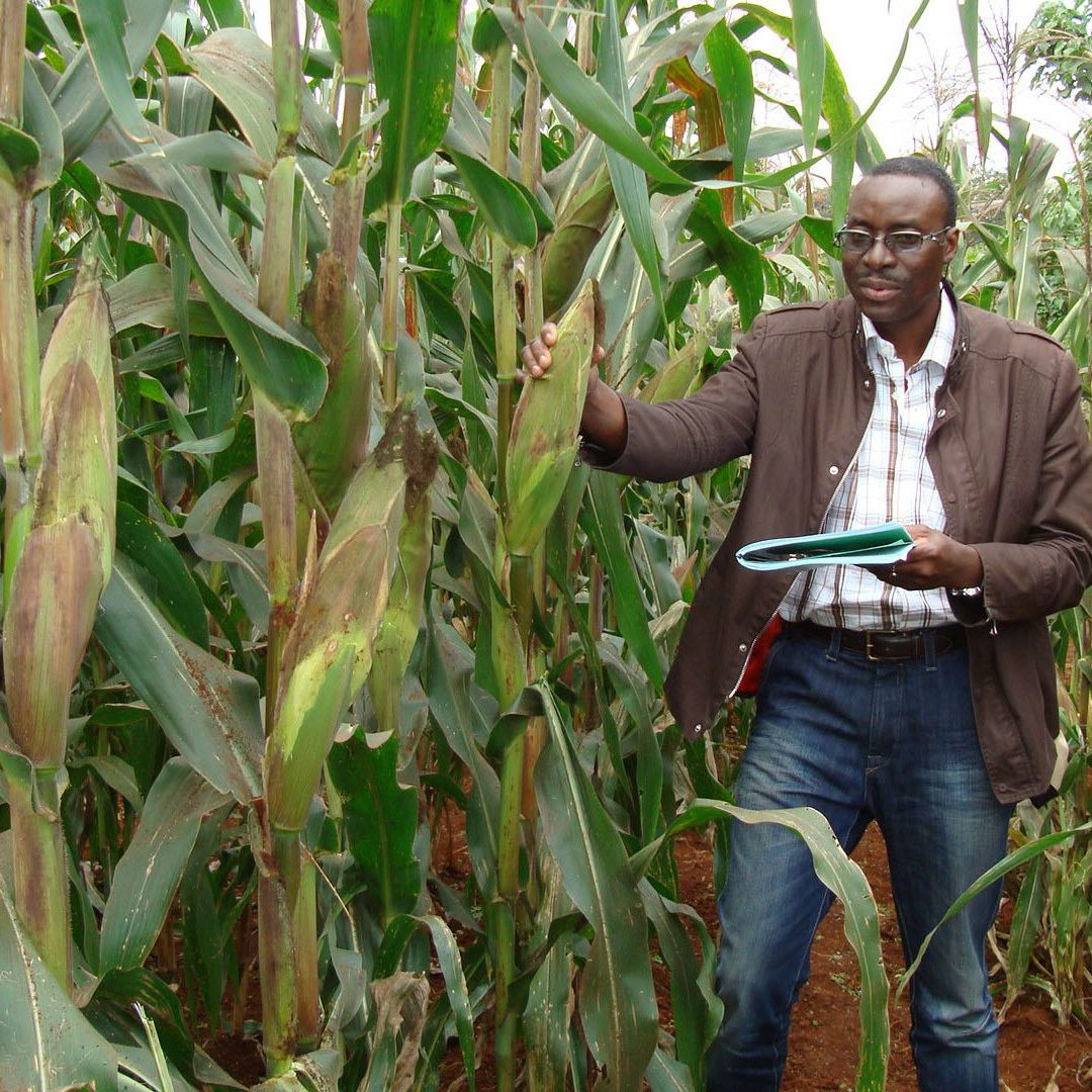 AATF 2025 Partner Story TELA Maize Field 1
