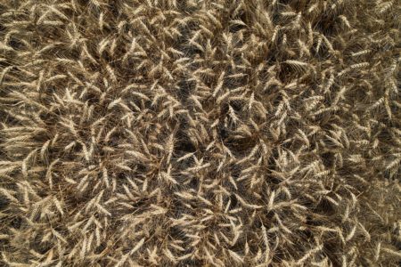 close-up image of wheat