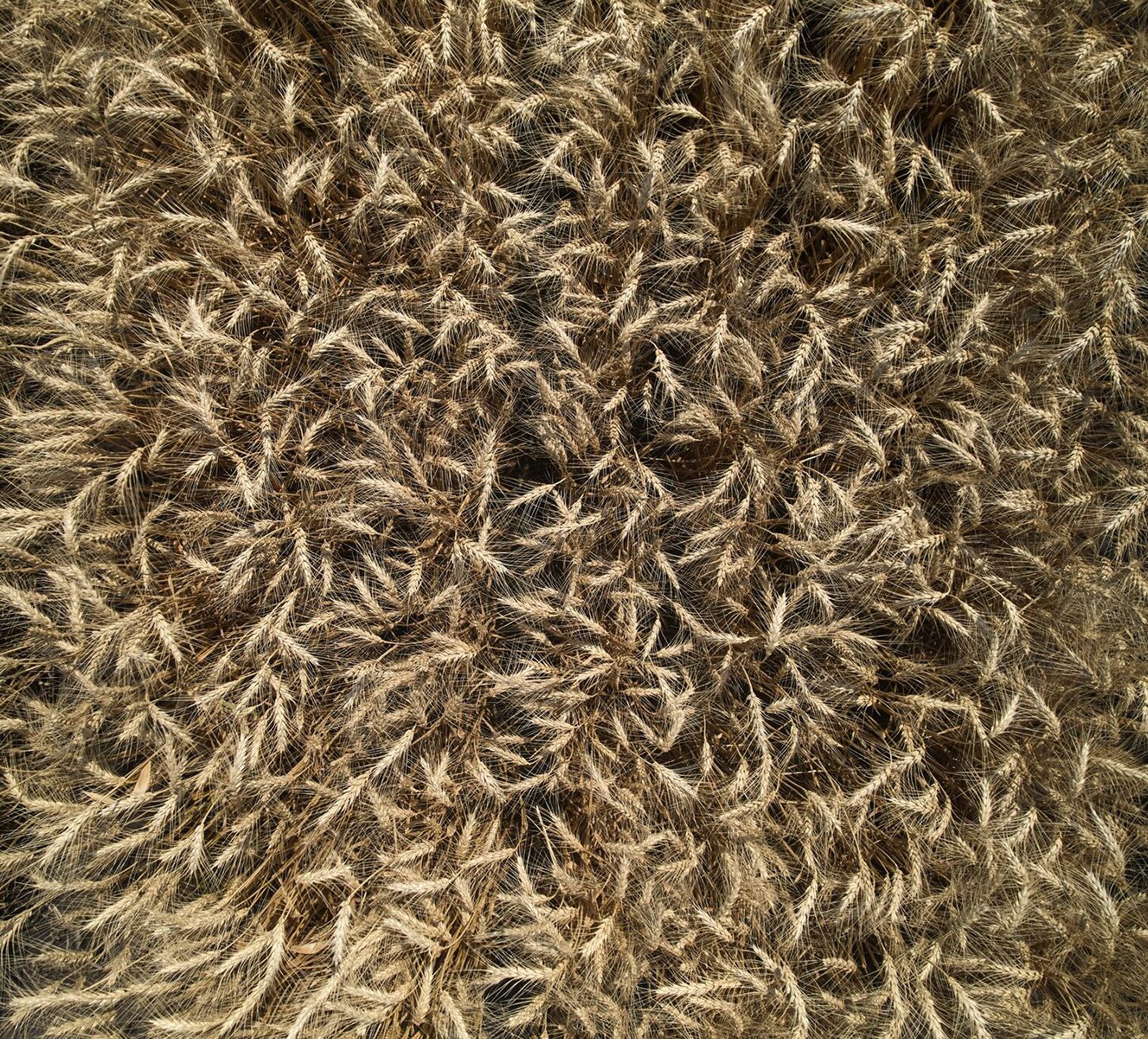 close-up image of wheat