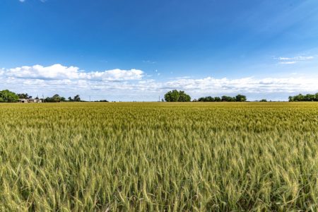 A field of wheat at Mosaic's Cimarron Valley Research Station