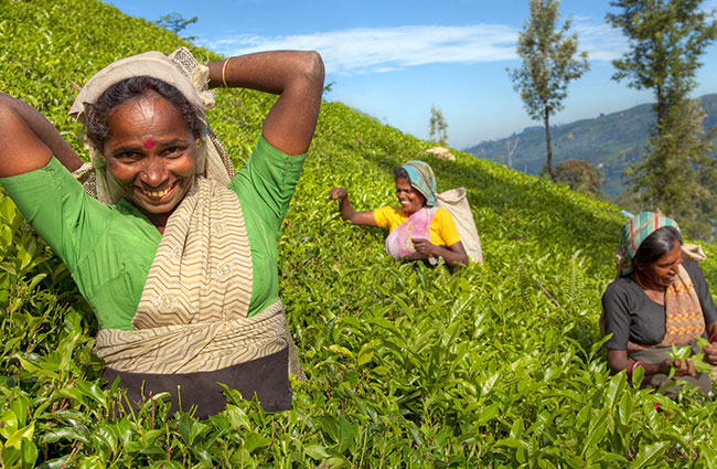People In Field Picking Crops