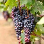 Grapes_Cover2026